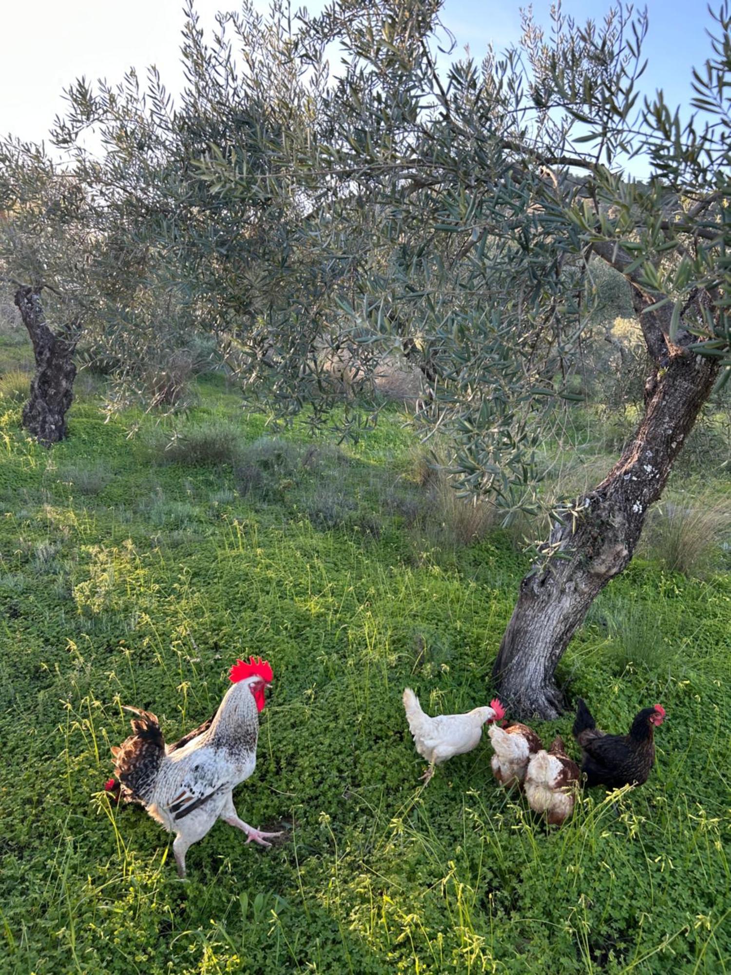 La Colina Buena - Cosy Casita For Nature Lovers *