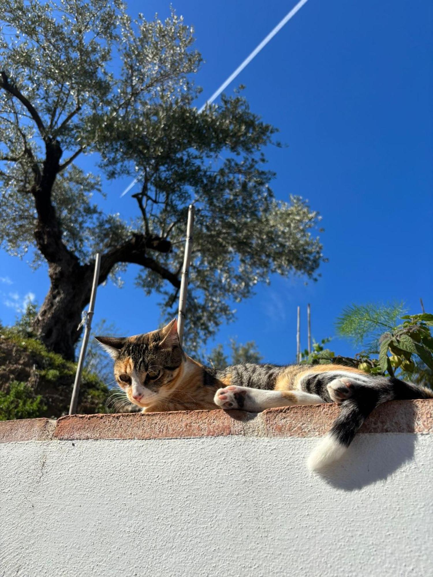 Holiday home La Colina Buena - Cosy Casita For Nature Lovers